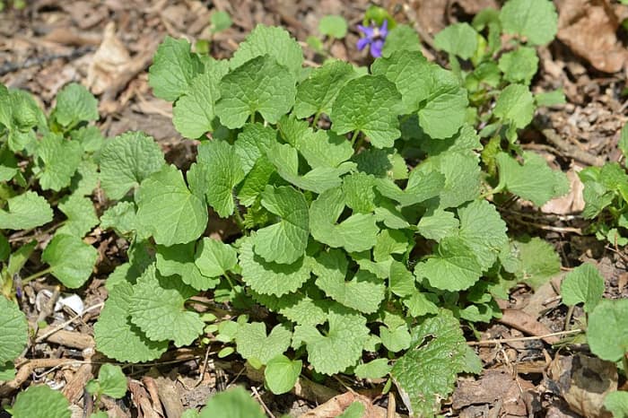 The first year, the plants form a rosette of leaves. An easy way to tell if a rosette is garlic mustard is to smell the leaves. They will smell like garlic.
