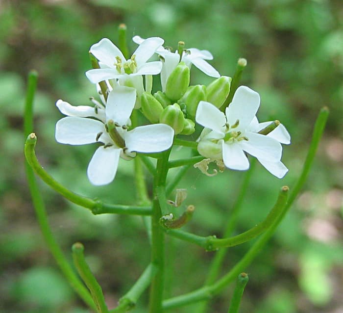 The flowers have four petals. They form seed pods (the long green rods in the photo) which contain 16 seeds each.