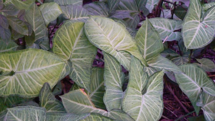 Arrowhead Vine is an amazing plant for those lacking green thumbs. It grows quickly and works aesthetically in numerous situations. You can also easily transplant clippings to grow more!