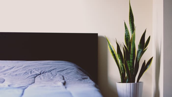 Snake Plant is another wonderful house plant for newbies to try out. This plant can handle almost any amount of lighting and also produces a good amount of oxygen.