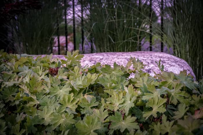When not in flower, Geranium macrorrhizum 'Bevans' will be a workhorse in a poolside landscape by creeping along the ground and softening edges of patio and stone outcropping without pushing other plants around.