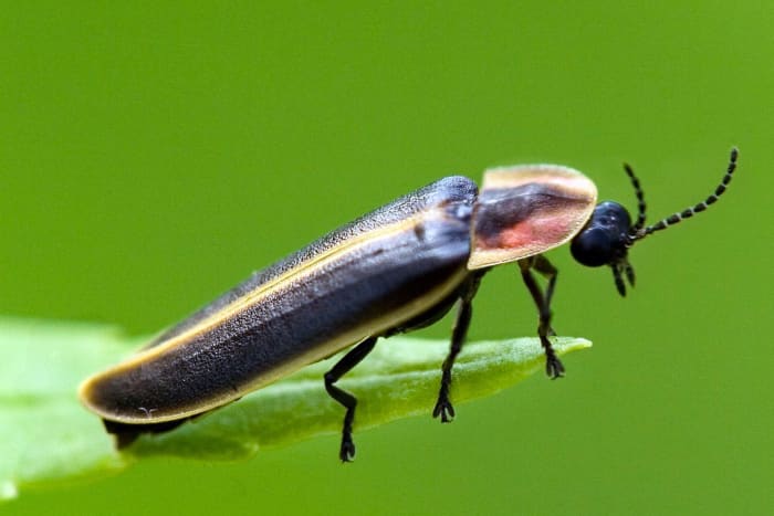 How to Attract and Catch Fireflies - Dengarden