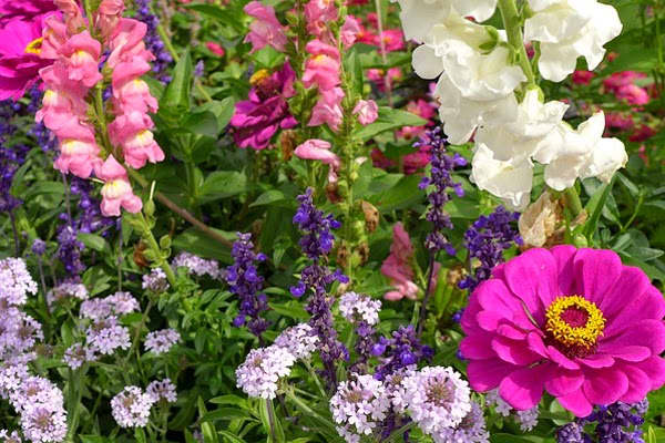 Learn how to go about planning your flower garden, picking the perfect location, and prepping the soil.