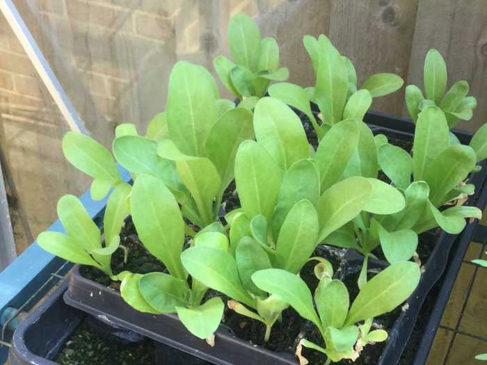 Growing Calendula From a Crack in the Pavement Dengarden