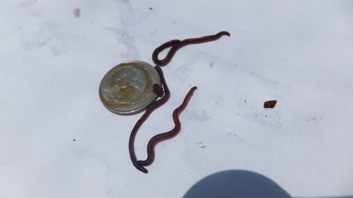 flat worms on my south florida patio