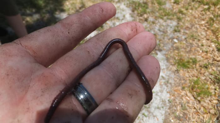 Best Vermicomposting Worms for Florida - Dengarden - Home ...