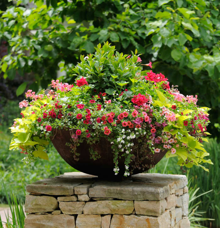 One of the main advantages to container gardening is having the flexibility to move the plant(s) wherever you want them. You could take this container with you across town or across the country.