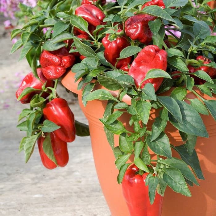 If you moved to a new house, it would be a shame to leave these beautiful bell peppers behind. Growing in containers allows you to take them with you!
