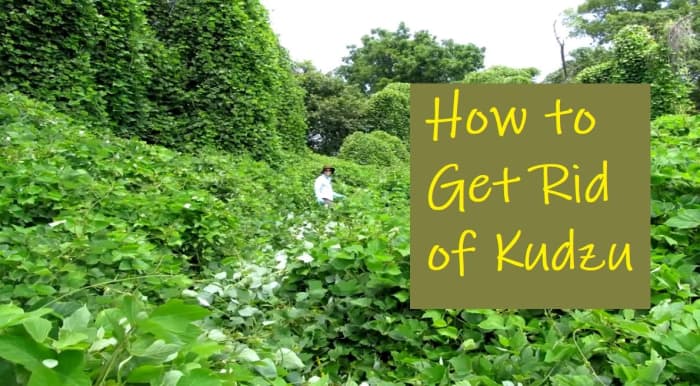 how-to-get-rid-of-kudzu