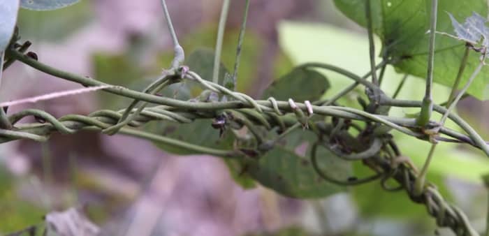 how-to-get-rid-of-kudzu