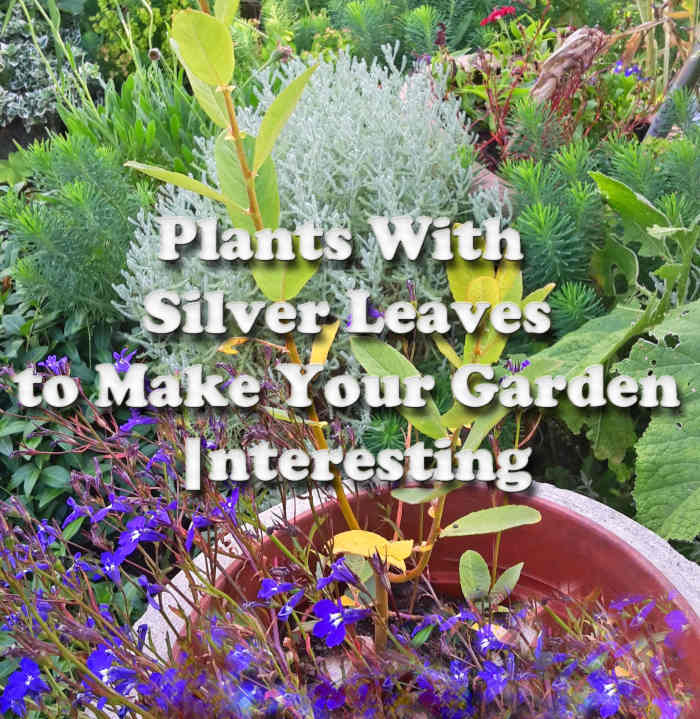 5 Plants With Silver Leaves to Make Your Garden Interesting Dengarden
