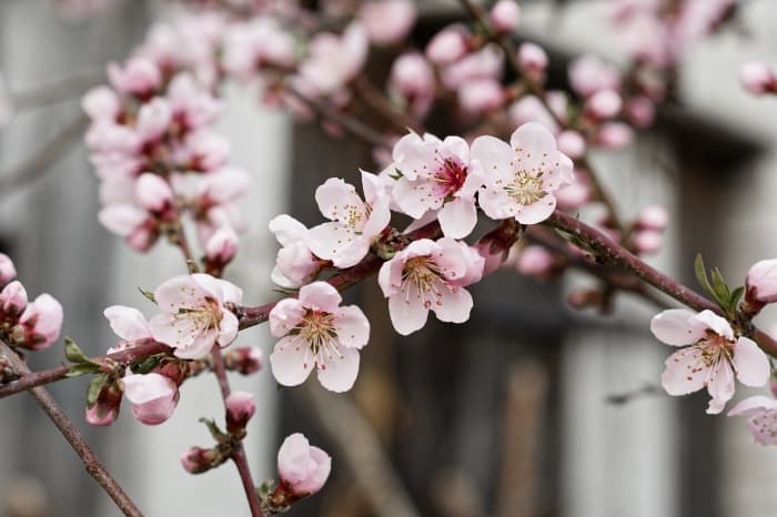 Nectarine flowers reflect the tree's Asian origins. This lovely species hails from China and is thousands of years old.