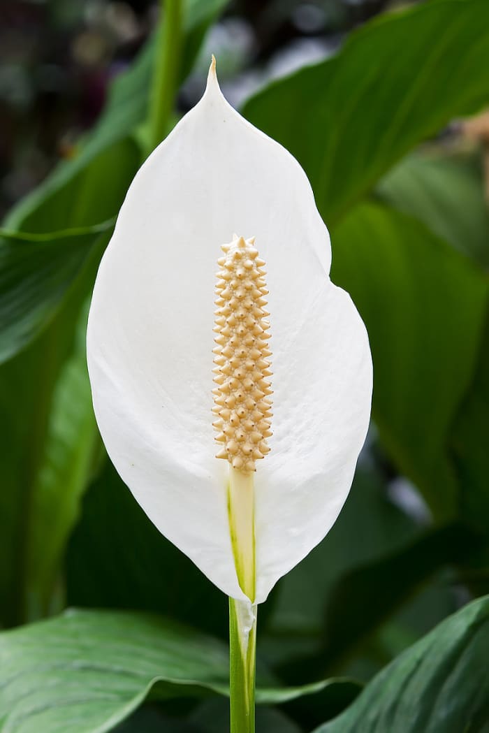 The "flower" of a peace lily is a spathe. The actual flowers are on the spadix inside.
