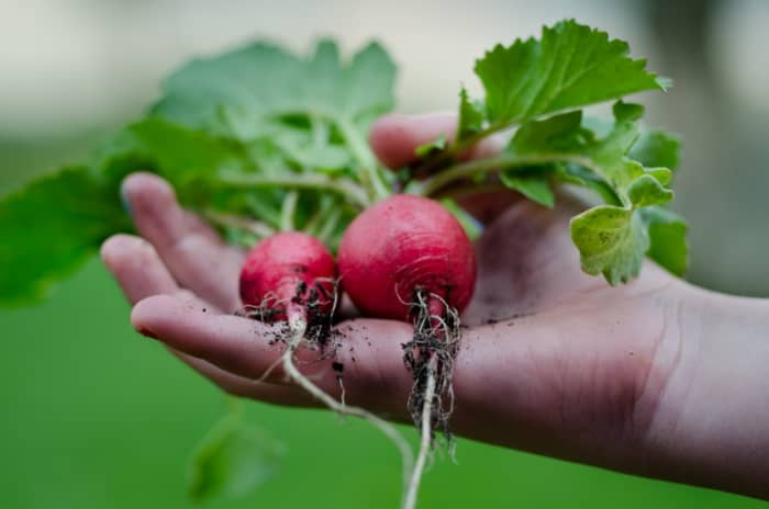 Radishes are one of the fastest growing of all vegetables and come in dozens of fantastic varieties that you can experiment with.