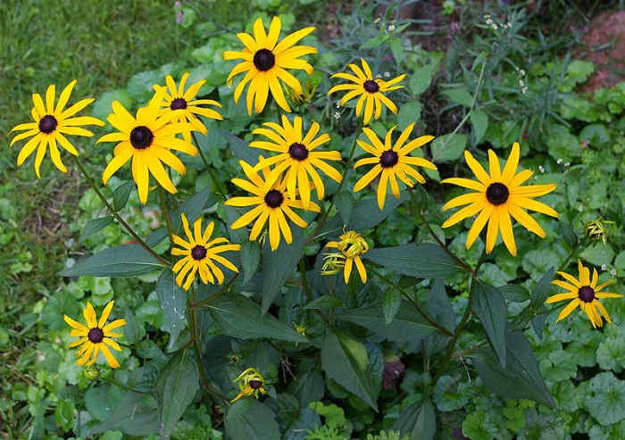 A small clump of Goldsturm will readily fill any area in your garden.