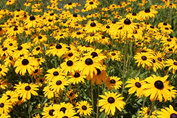 how-to-grow-black-eyed-susans-a-native-plant