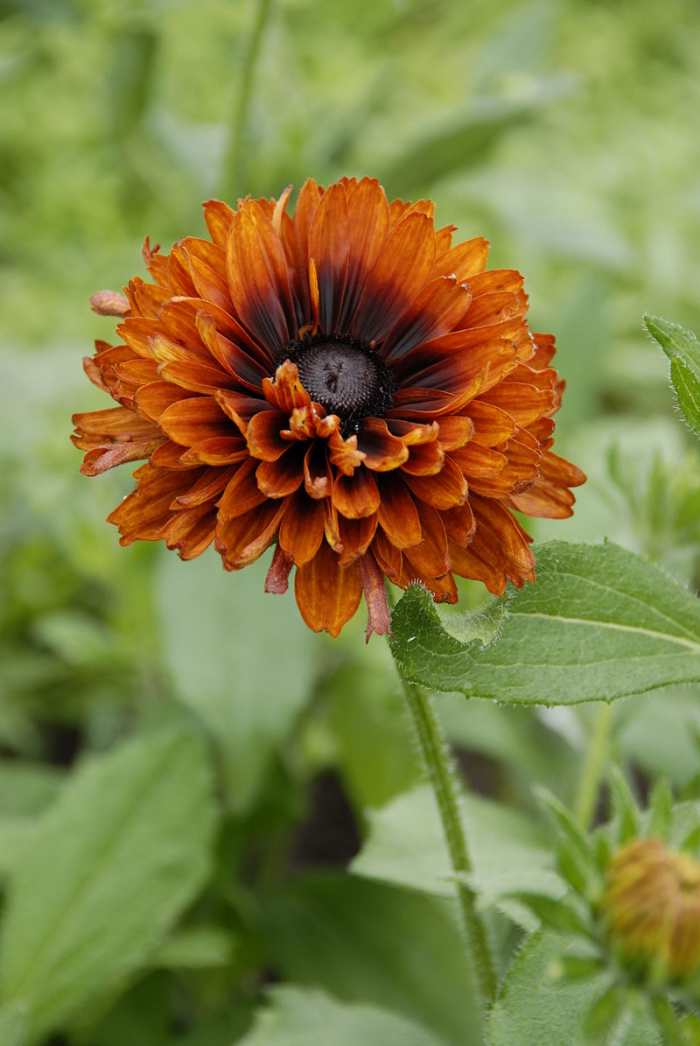 The semidouble flowers of Cherokee Sunset come in rust, orange, yellow and gold
