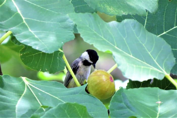Don't forget to cover your trees with bird netting while they are setting fruit. Birds and squirrels love figs.