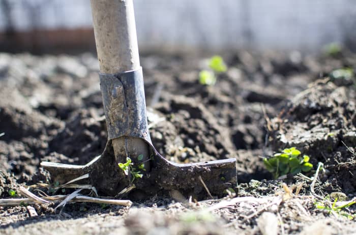 This article will break down the pros and cons of tilling so you can decide what kind of approach is best for your garden.