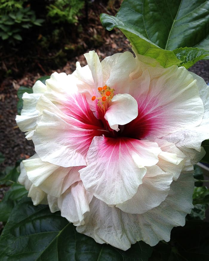 For the Love of Double Tropical Hibiscus - Dengarden