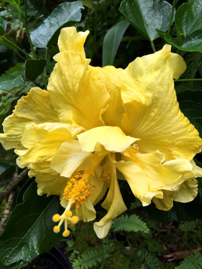 For the Love of Double Tropical Hibiscus - Dengarden