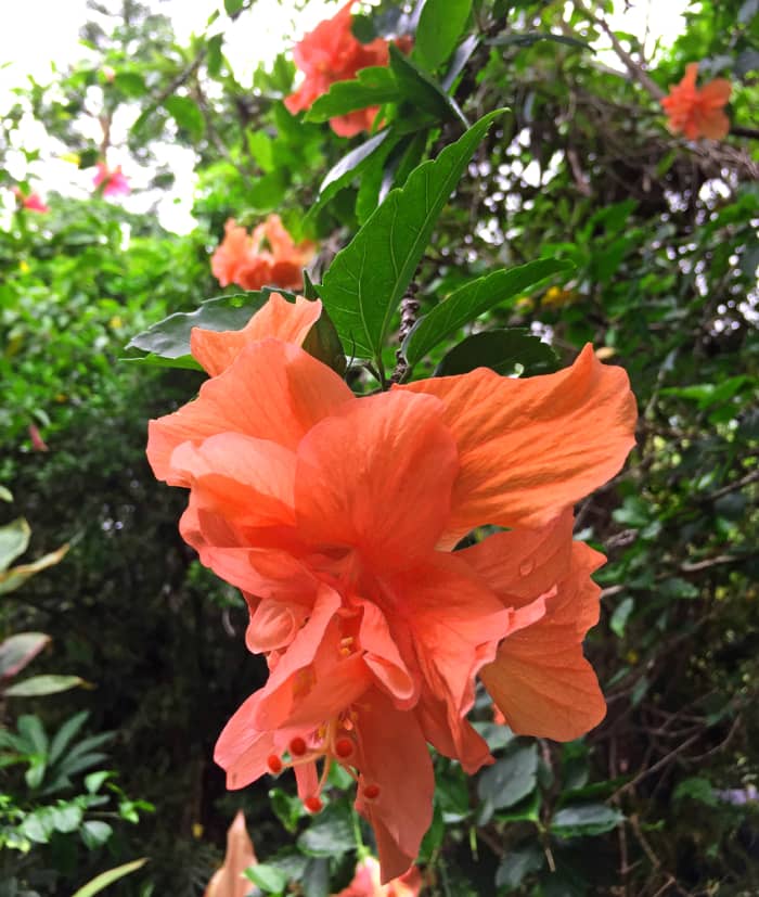 Double hibiscus 'Orange Sherbert' (Hibiscus sp.) is aptly named for its delightful blossoms.