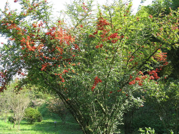 Firethorn shrubs' dense branches and thorns make them a perfect spot for nesting birds to raise their young.