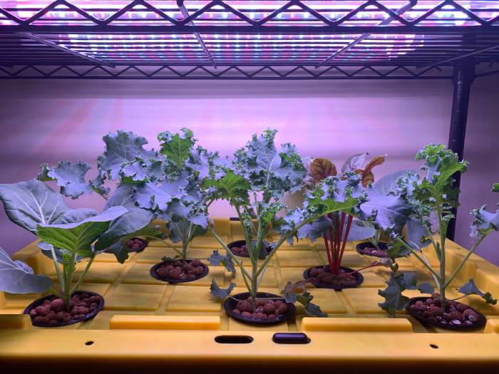 Build Your Own Hydroponic System: A Step-by-Step Guide - Dengarden