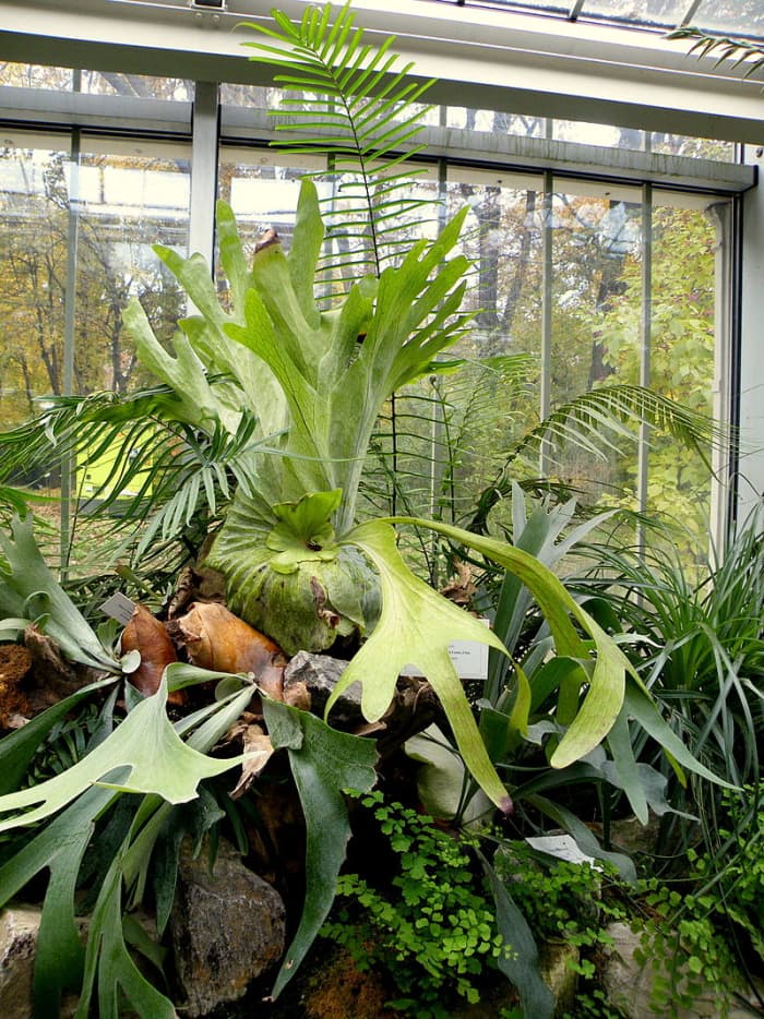 The Elkhorn fern, also known as the Moosehead fern, can grow up to 5 feet in diameter.