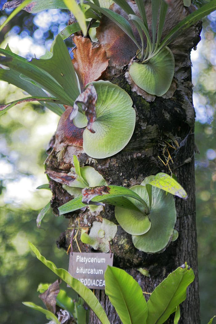 The basal , or shield, fronds are green when immature and turn brown when they mature.