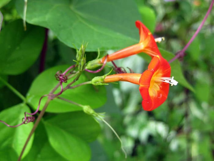 The red morning glory, a parent of the cardinal climber, has red flowers with yellow throats and heart shaped leaves.