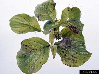 Several dogwood cultivars have shown resistance to spot anthracnose, including Cherokee Princess, First Lady, Fragrant Cloud, Purple Glory, Springtime, and Plena.
