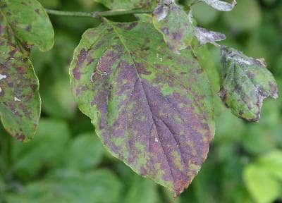 Look for angular brown leaf spots that often have a purple border, a sign that your tree has been infected with Septoria leaf spots. Small round fruiting bodies, pycnidia, are visible with a hand lens on the upper surfaces.