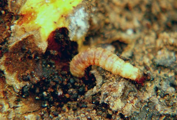 Dogwood tree trunks and branches are attacked by dogwood borers in their larvae stage with the first sign being an appearance of reddish brown, crumbly waste matter (excrement) on the surface.
