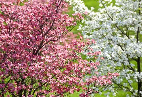 When a flowering pink or white dogwood tree is healthy and flourishing, it is a sight to behold.