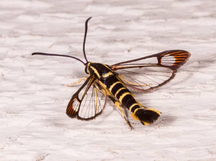 The wounds on a dogwood tree provide a place for the female dogwood borer moth to lay her eggs. Adult moths have a wingspan of about an inch and a black and yellow color pattern which resembles that of a wasp.