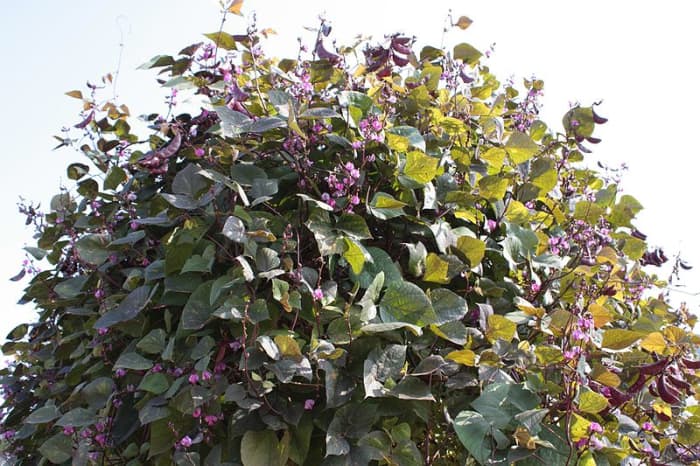 Hyacinth bean vinstockar växer så kraftigt att de gör en utmärkt skärm för integritet.