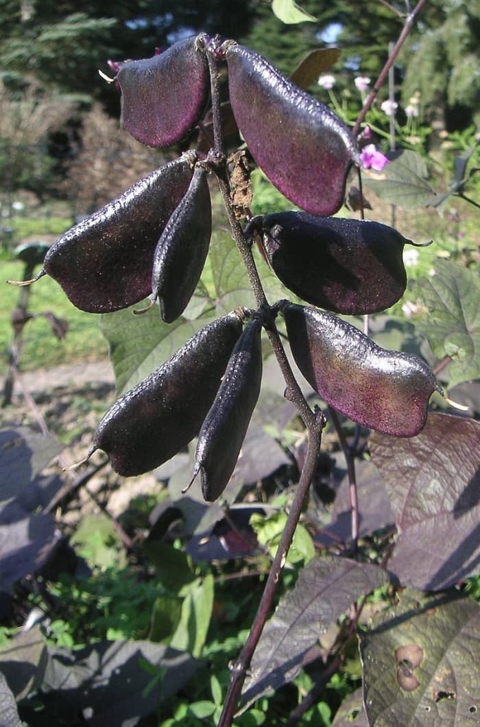 winorośl z hiacyntu uprawiana jest nie tylko dla kwiatów, ale także dla purpurowych strąków.