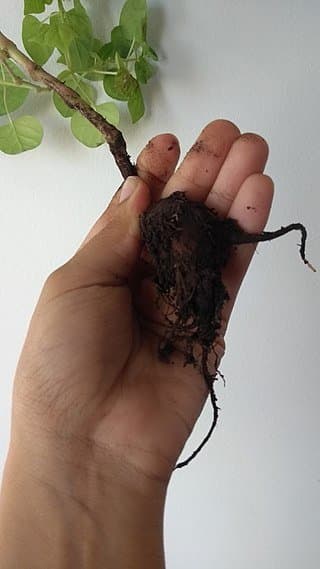 In colder climates, you can store the tubers indoors and replant them in the spring.