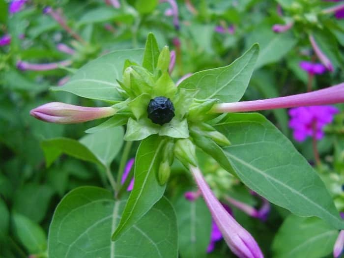 How to Grow Four O'Clocks, a Cottage Garden Favorite Dengarden