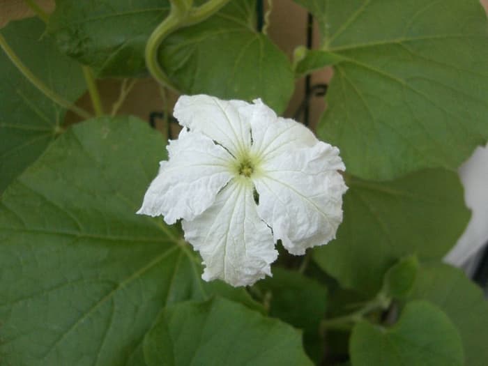 Les fleurs de la gourdeirdhouse sont blanches au lieu d'être jaunes comme les autres cucurbitacées.