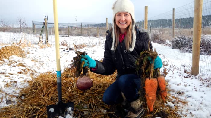 You can winterize carrots in the ground and harvest as needed all winter long, and this guide will show you how.