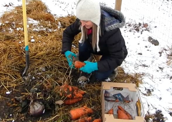 In the specific region in Montana where I live, I cover my carrots around Thanksgiving, when night temperatures drop into the 20s and pretty much stay there. Other regions of Montana may differ.