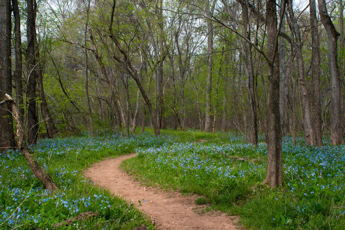 Plant your bluebells in groups or drifts to mimic how they grow in their native woodlands.