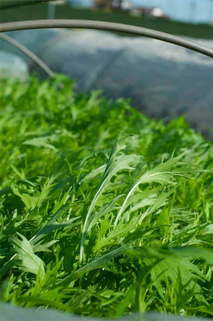 How to Grow Mizuna (Japanese Mustard) Dengarden