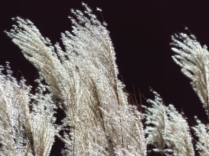 Backlit white Miscanthus sinensis plumes are elegant and outstanding.