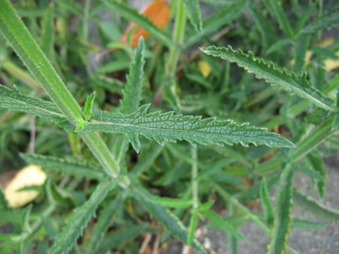 The leaves are lance-shaped and spaced far apart on the square stems giving these plants a light and airy look.