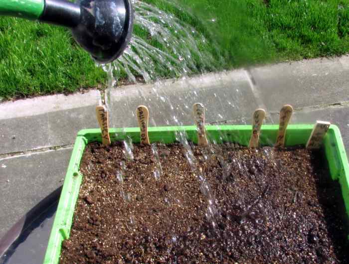 How to Sow, Plant and Grow Beetroot From Beet Seeds Dengarden