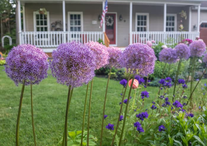 This article will break down some of the most beautiful ornamental alliums to consider adding to your garden.