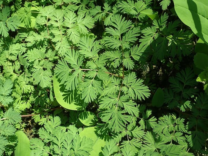 How to Grow Dutchman’s Breeches, a Native Woodland Plant - HubPages